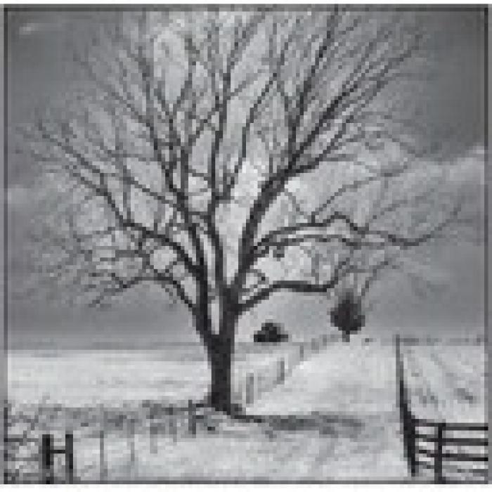 Tree and Two Fences by Jerry Brown.