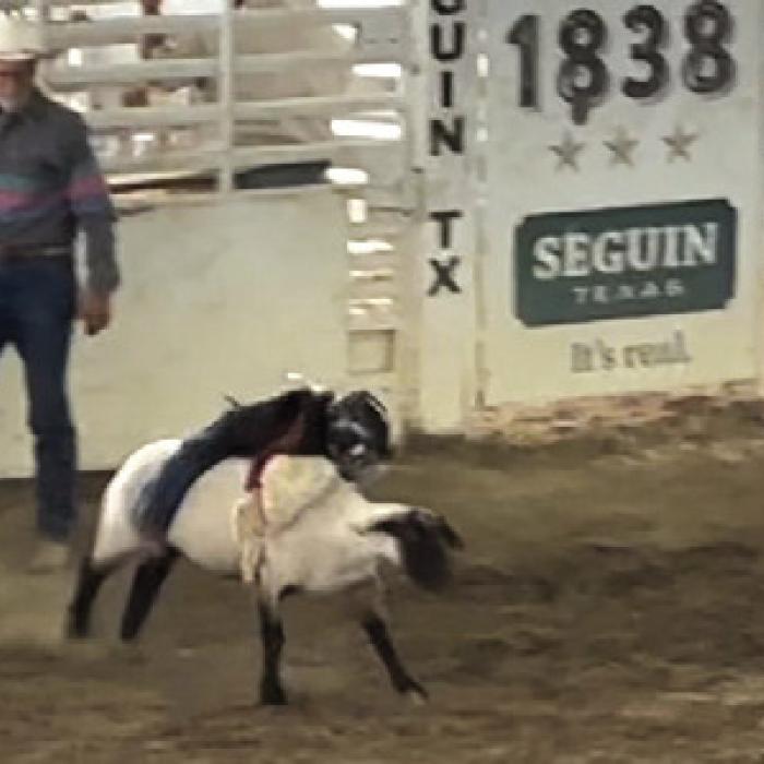 Nola Lee Bledsoe competed in the Guadalupe County Fair Mutton Busting Bonanza.