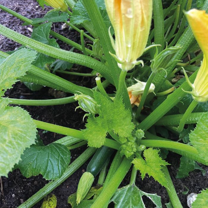 The first fruits on our zucchini plants appeared this week.