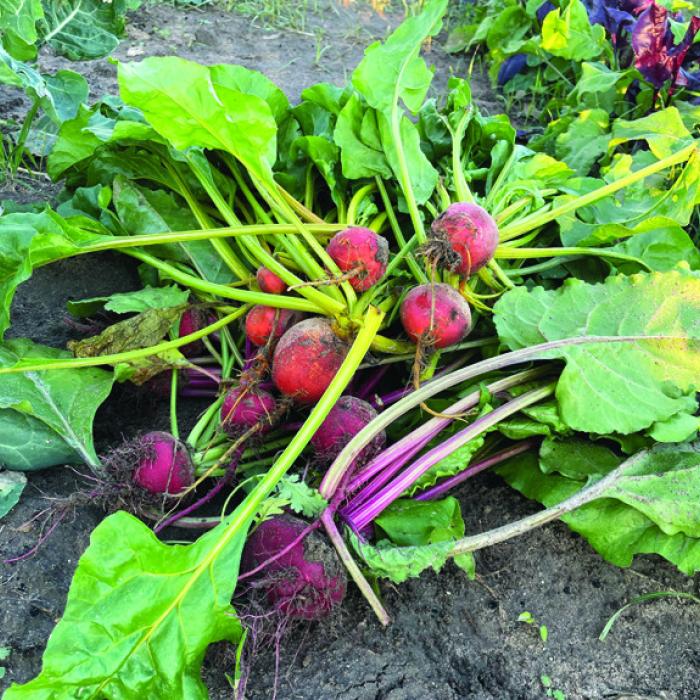 A harvest of beets from Andy Behlen’s garden a few years ago.