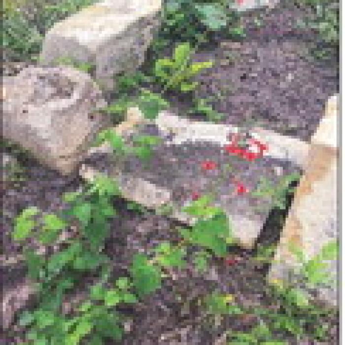 I found a clump of scarlet sage ( Salvia coccinea) growing in my woods. I transplanted a few plants into my landscaping this week.