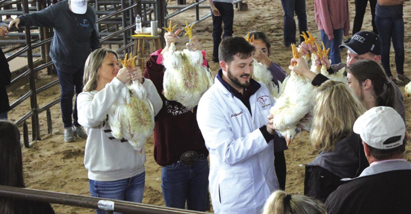 Reisy Janca’s pen of chickens, left, is compared to Mallory Krause’s, right, as judge Jacob Leopold gives them all a close look Friday during the show. Janca ended up winning grand champion broilers. Photos by Jeff Wick