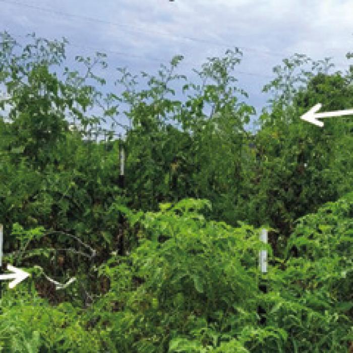 To Prune or Not to Prune? That is the Question