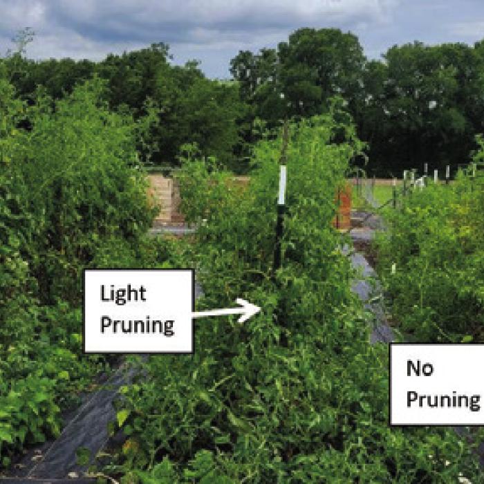 To Prune or Not to Prune? That is the Question