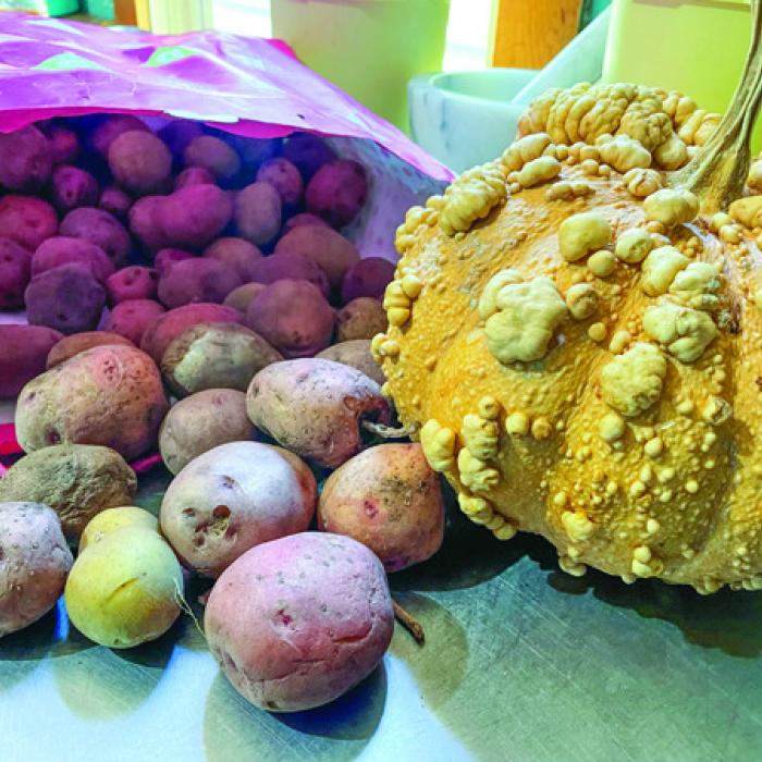My wife Janessa recently acquired some seed potatoes from a fellow gardener, which we plant to plant sometime in the next month. The warty pumpkin is a variety I grew this year called “Musquee de Maroc.”