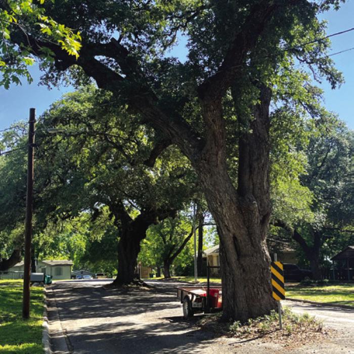 Milam Street between College and Lester Streets has two large oaks next to each other.