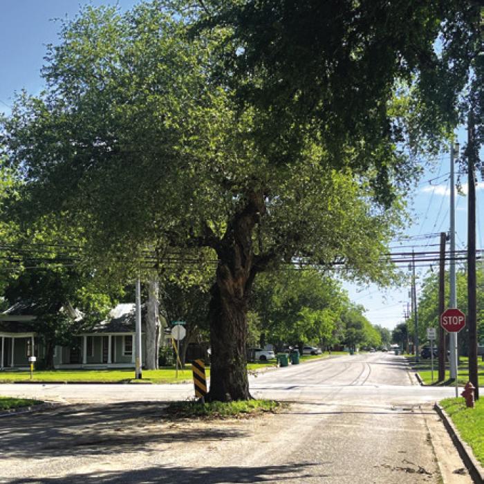 Live Oak near Jefferson Street. Photos by Jeff Wick