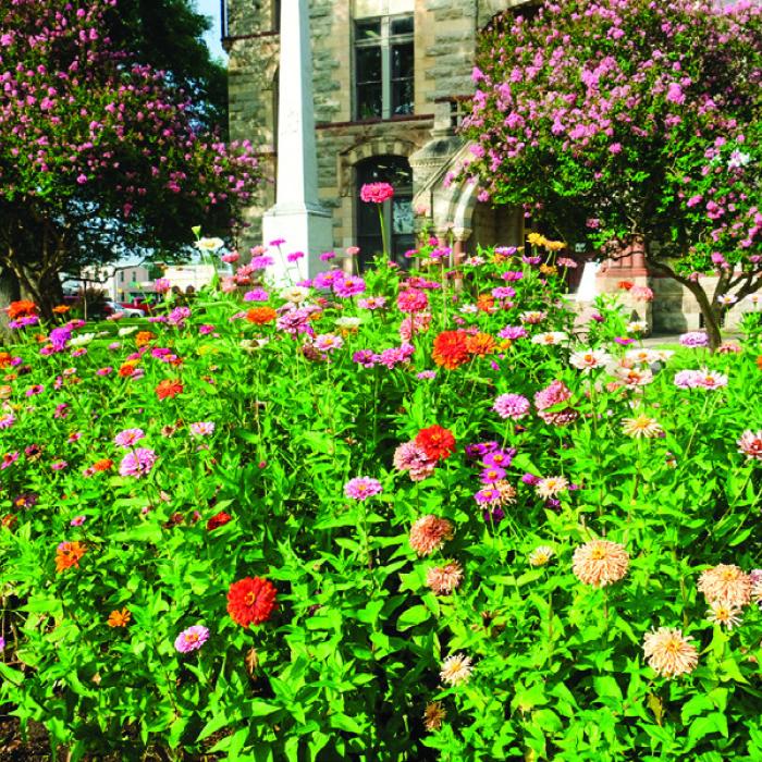 Zealous Zinnias