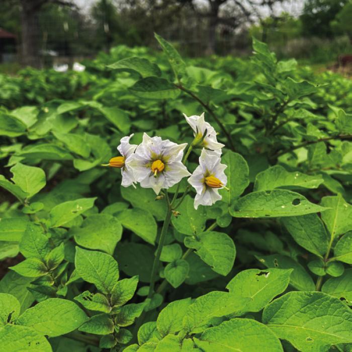 The Adirondack Blue potatoes I planted back in early February started to bloom in the past week. Photo by Andy Behlen