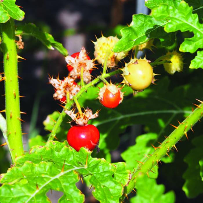 The Litchi tomato ( Solanum sisymbriifolium) is a thorny plant related to regular tomatoes. The fruits are said to taste like a sweet and sour cherry with a hint of tomato flavor. I’m going to try growing it this spring. Photo from Wikimedia Commons