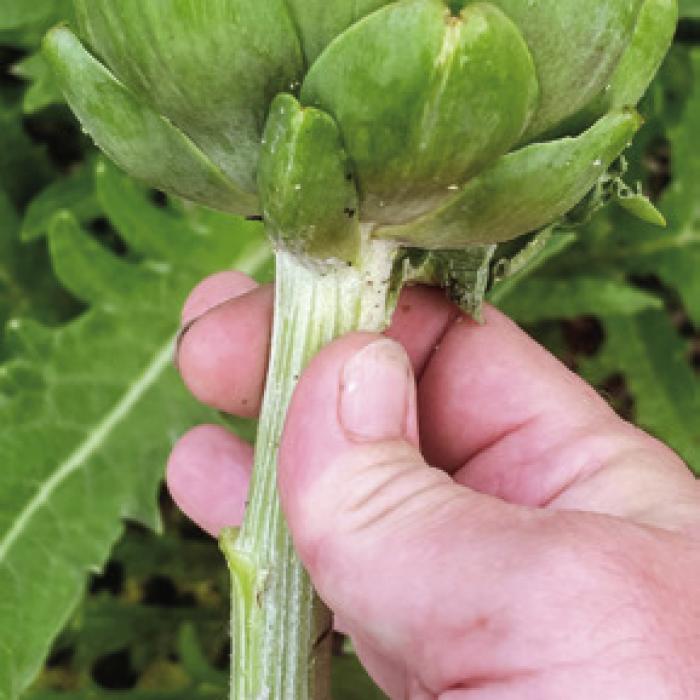 I harvested and ate the first artichoke out of my garden this week. Everyone should grow these plants.