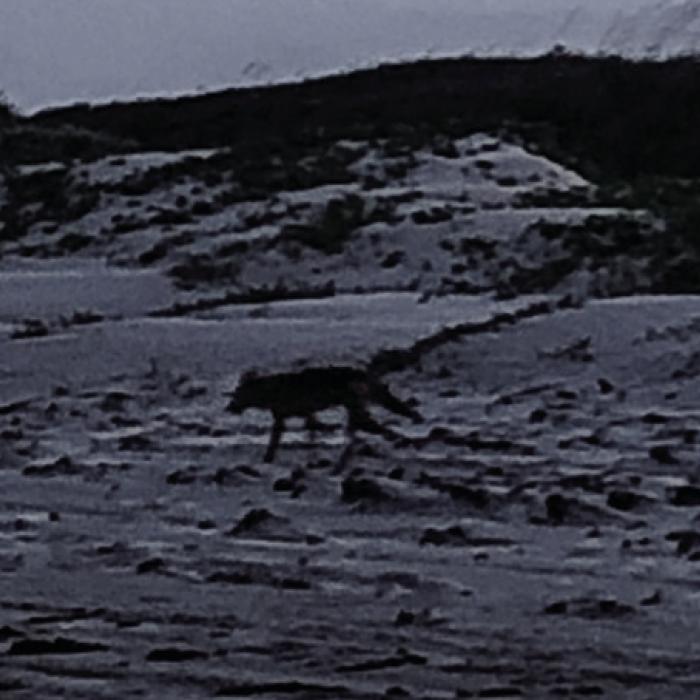 One night, just before dark, we spotted this coyote prowling the dunes.