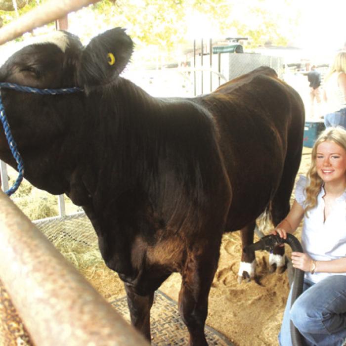 County Stock Show Snapshots