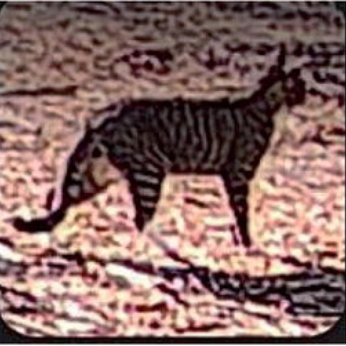 Jeff Kelly of West Point has spotted this large feline on his property. He said it looks much bigger than a house cat. What do you think it is?