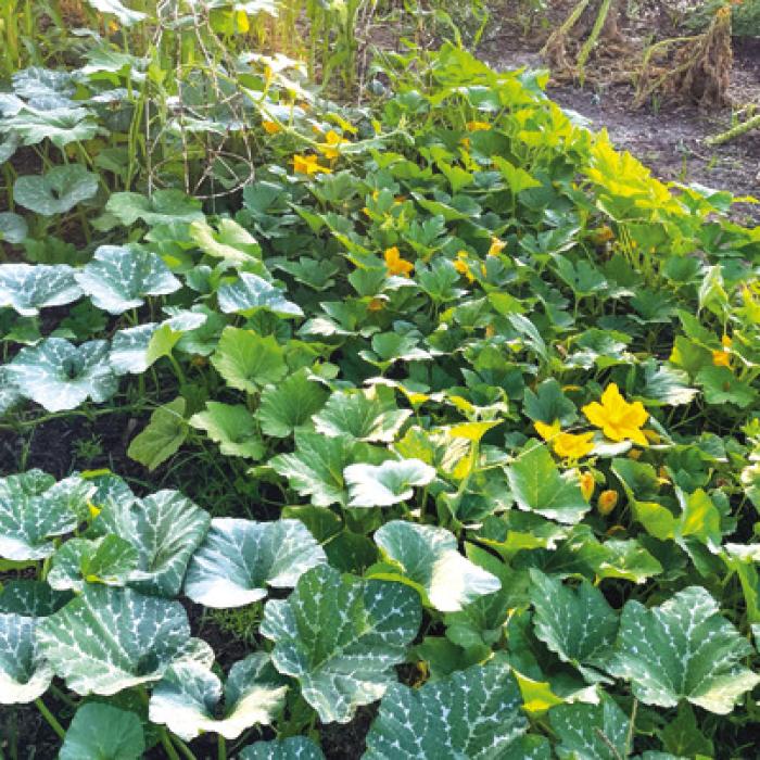 Of Squash and Bugs: A Garden Progress Report as June Arrives