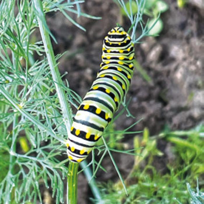 Of Squash and Bugs: A Garden Progress Report as June Arrives