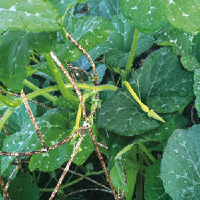 Of Squash and Bugs: A Garden Progress Report as June Arrives