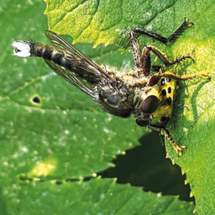 Of Squash and Bugs: A Garden Progress Report as June Arrives