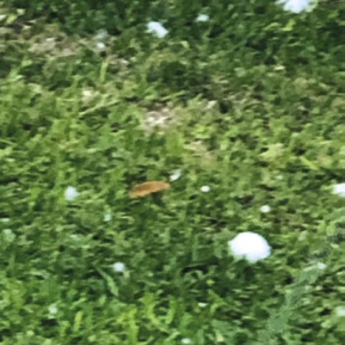 Golf Ball Size Hail Hits Muldoon on Thursday