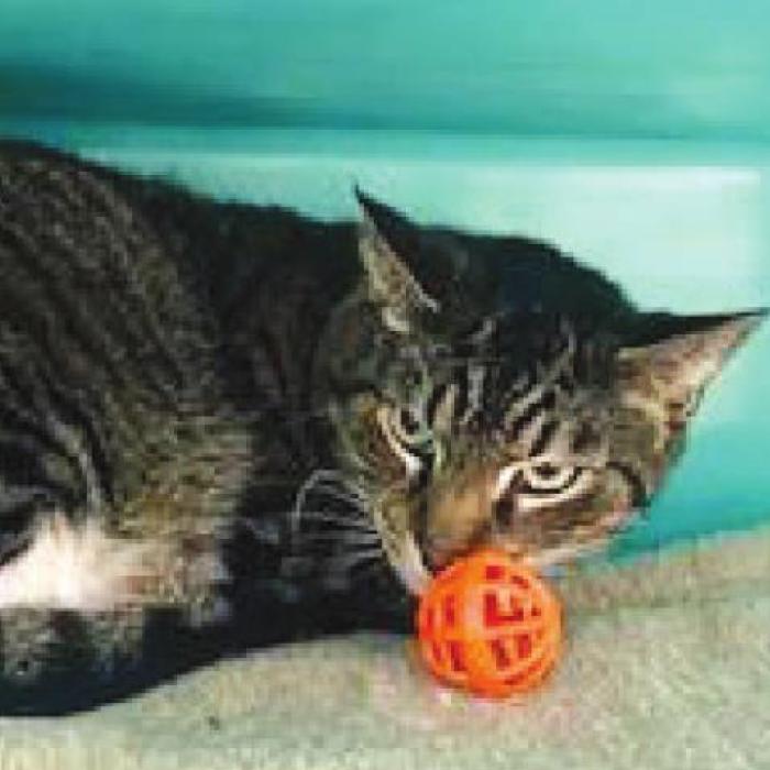 FAYETTE COUNTY ADOPTABLE