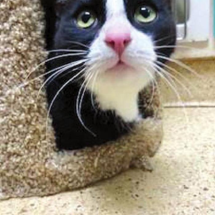 FAYETTE COUNTY ADOPTABLE