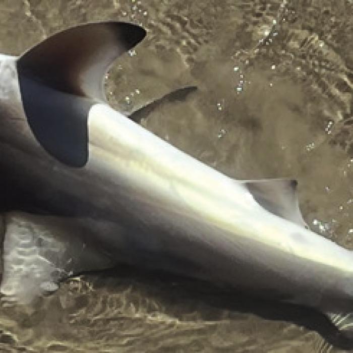 The black-tip shark caught by Andy Behlen.