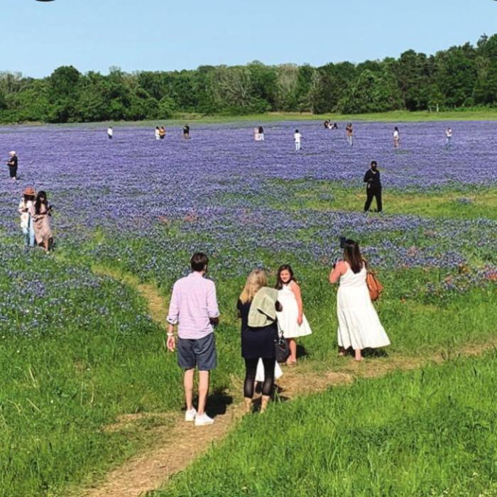 Best Bluebonnet Field in Texas Located Right Here in Fayette Co.?