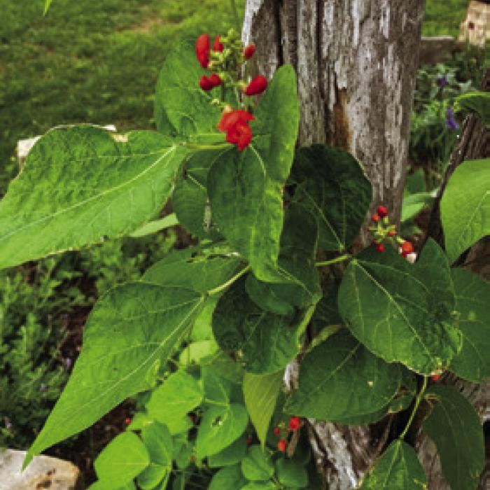 Gardening: Some Experiments are Now Paying Off