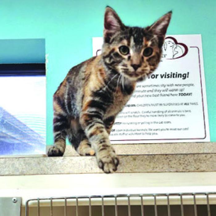 County Animal Shelter In Need of Help Amidst Rising Intakes