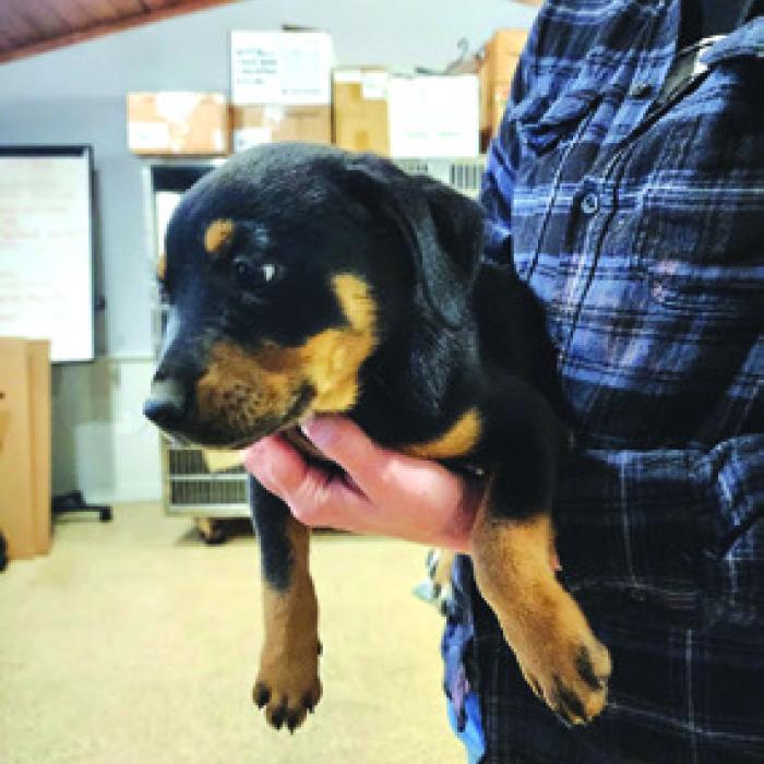 County Animal Shelter In Need of Help Amidst Rising Intakes