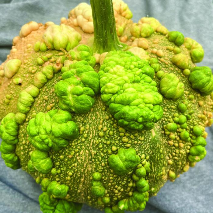 This year I grew a variety of warty winter squash called “Musquee De Maroc.” I can’t wait to find out how it tastes.