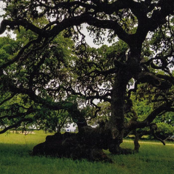 A reader from Ammannsville shared with me this photo of a live oak tree on his property. The gentleman said he believes the tree fell down during the great hurricane of 1900. It survived and has been growing on its side ever since.