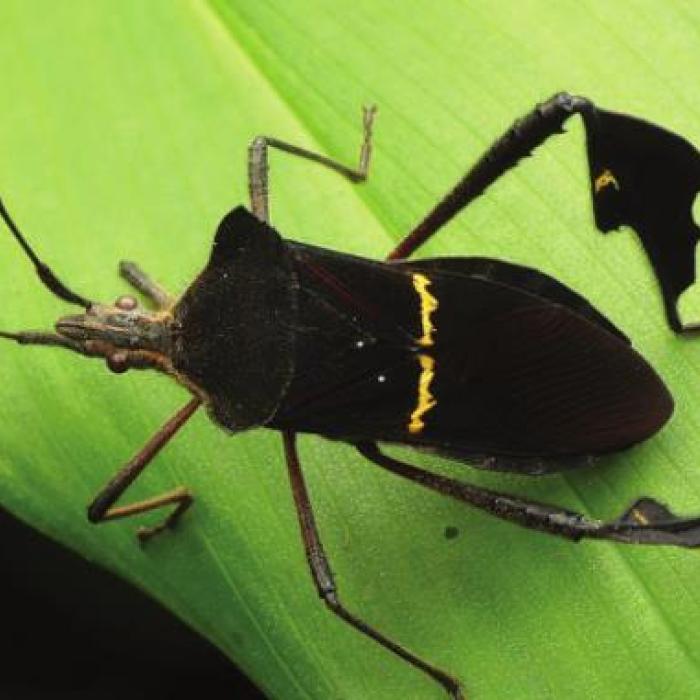 Leaffooted Bug Adult (pest)
