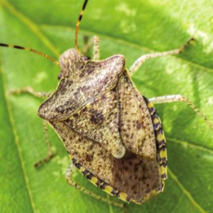 Stink Bug (pest)