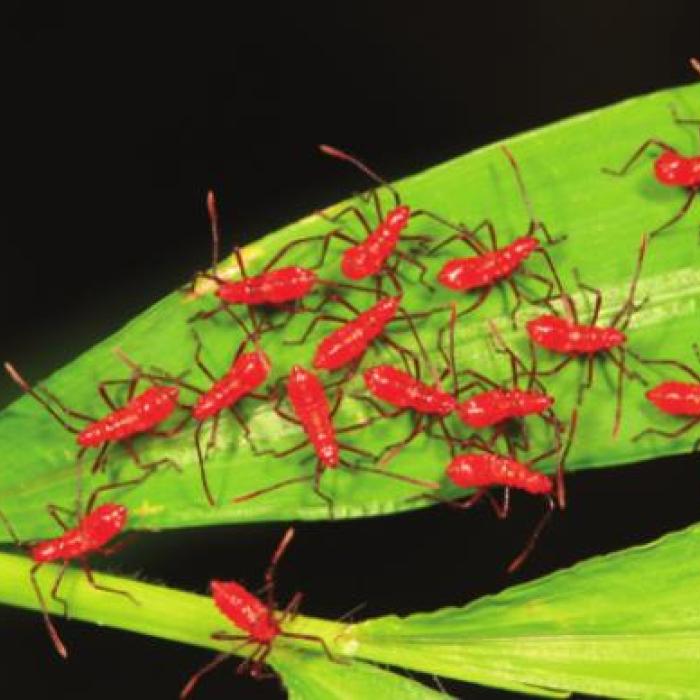 Leaf-footed Bug Nymphs (pest)