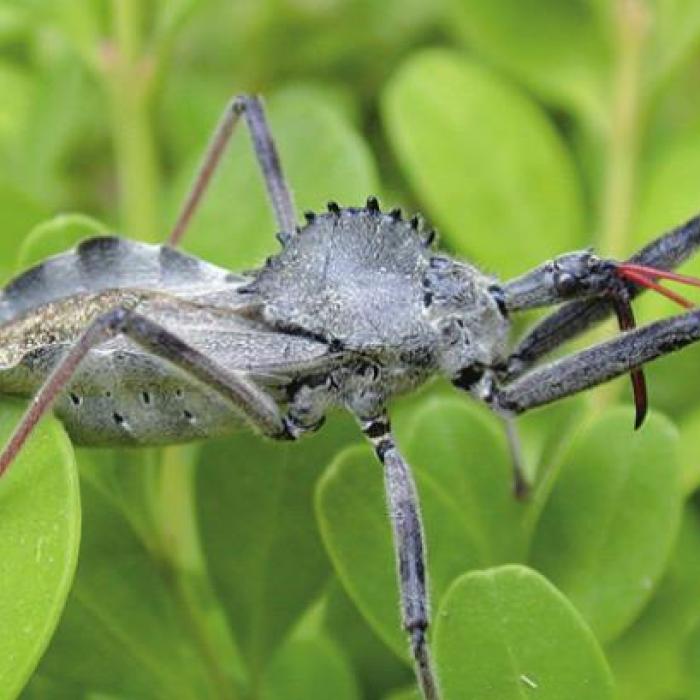 Wheel Bug (beneficial)