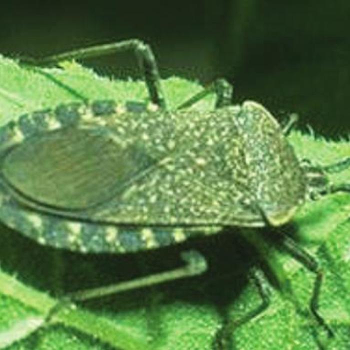 Squash Bug (pest)