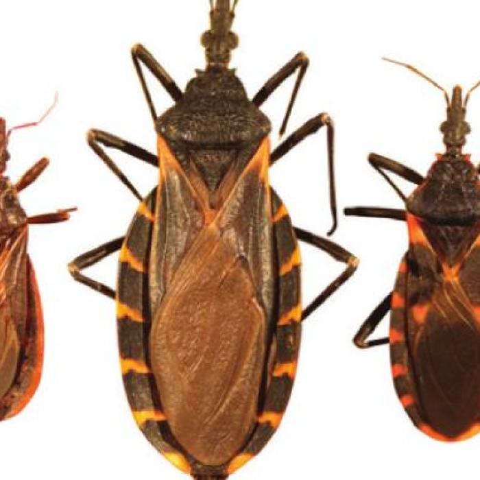 Three types of Kissing Bugs (beneficial)