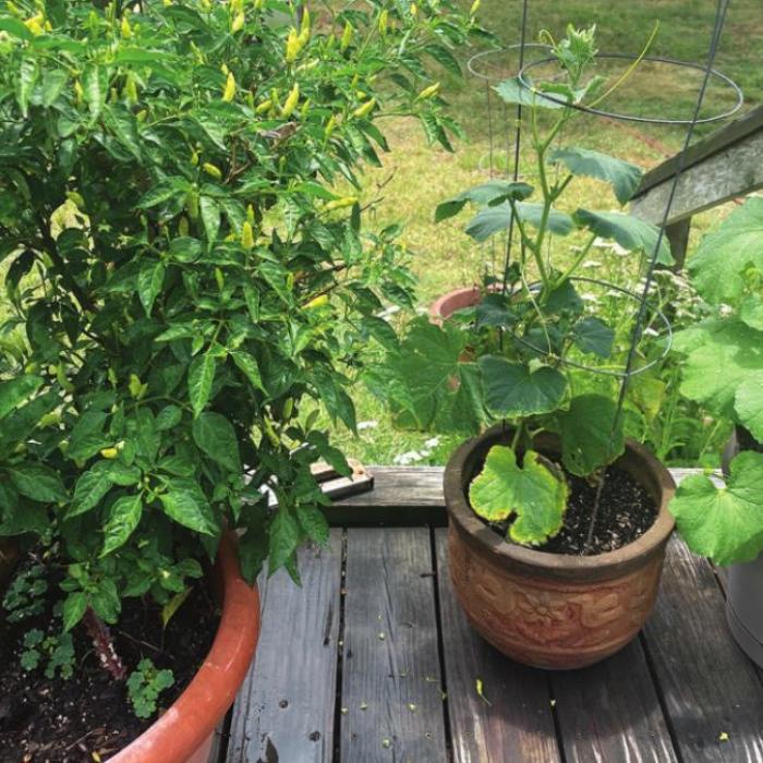 Gardening Thoughts: Orange Oil and Container Gardening