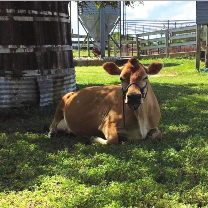 Famed Jersey Barnyard Cow Passes Away