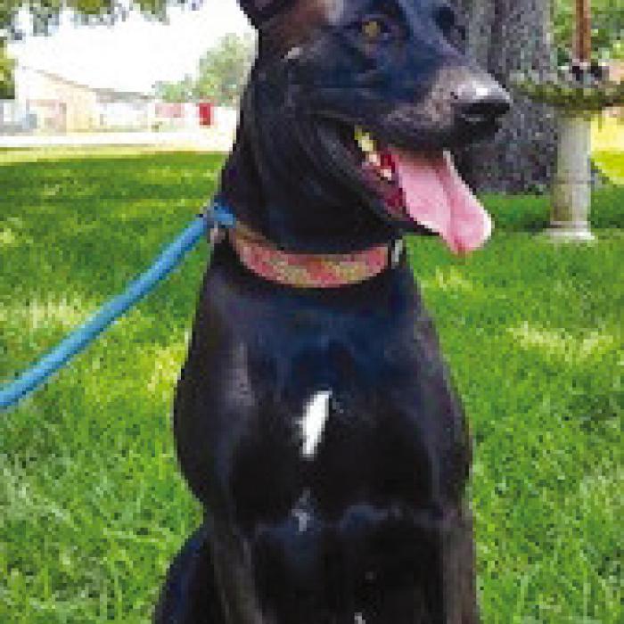 Adopt Mee
