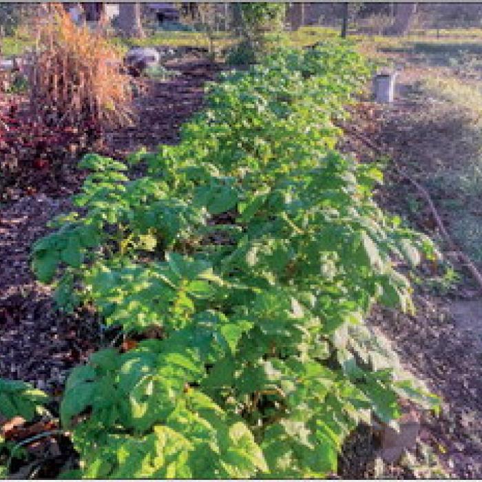 My Fall Potato and Tomato Adventures