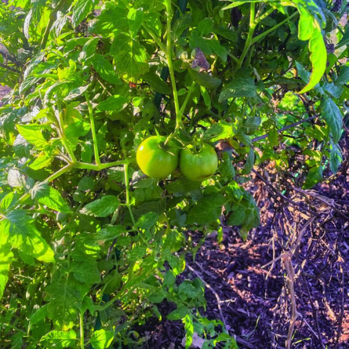 My Fall Potato and Tomato Adventures