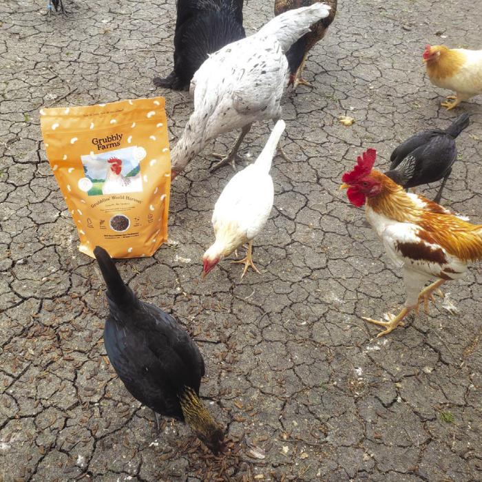 Local Non-Profit Gets 1,280-Pound Feed Donation for Rescued Chickens