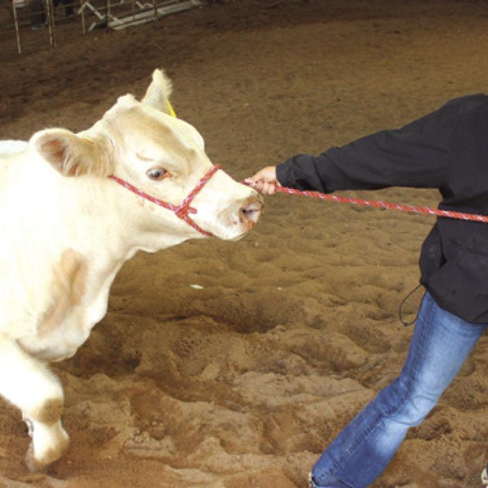 Reisey Janca works with her heifer prior to Friday’s show.