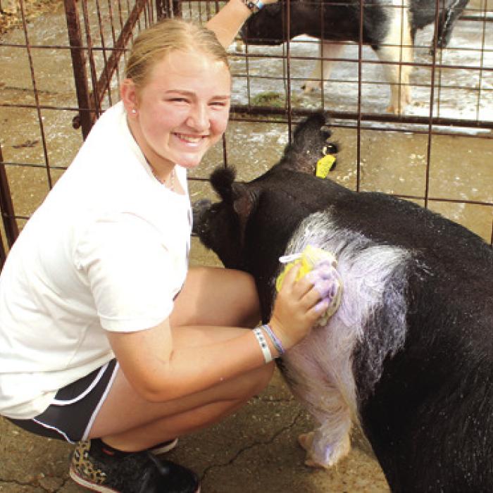 Henley Sodek cleans her swine before Friday’s show. Photos by Jeff Wick