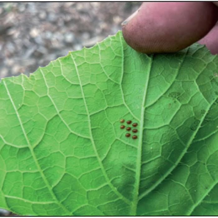 This week I noticed what appear to be squash vine borer eggs on some of my zucchini leaves. I checked all the leaves and squished all the eggs I could find.