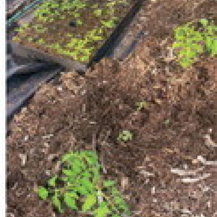 I grew a bunch of basil from seed in the plug tray pictured above. I planted the basil between my tomato plants this week.