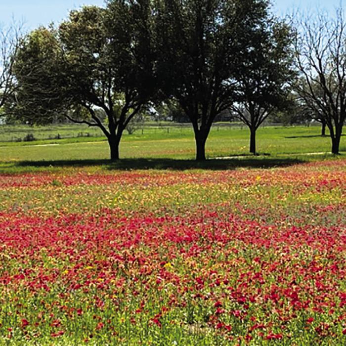 The Paintbrush wildflowers are popping around Fayettevile.