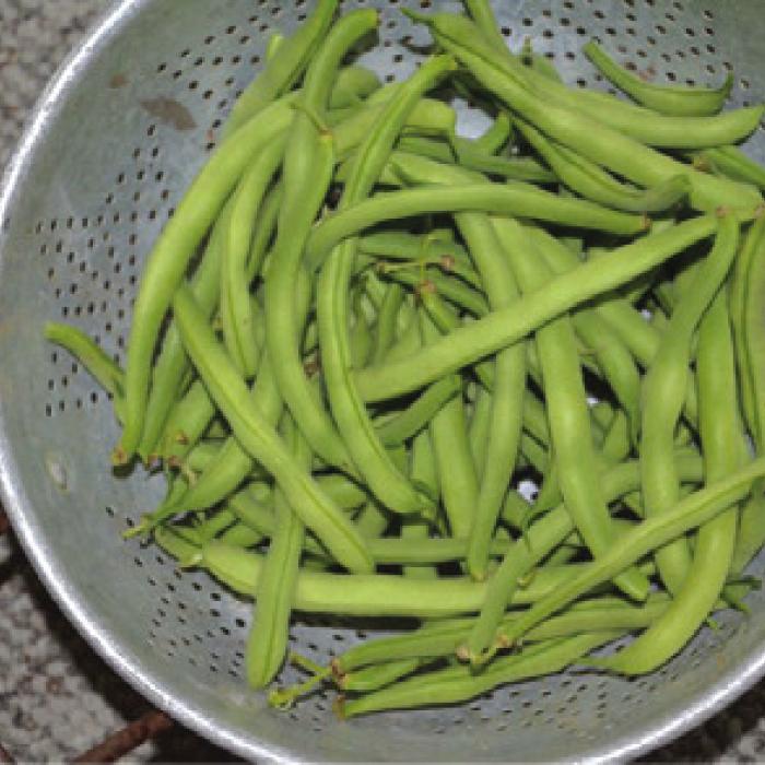 Spotlight on What Other Local Gardeners Are Doing